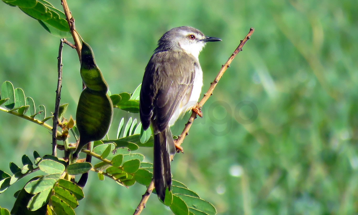 Pale Prinia