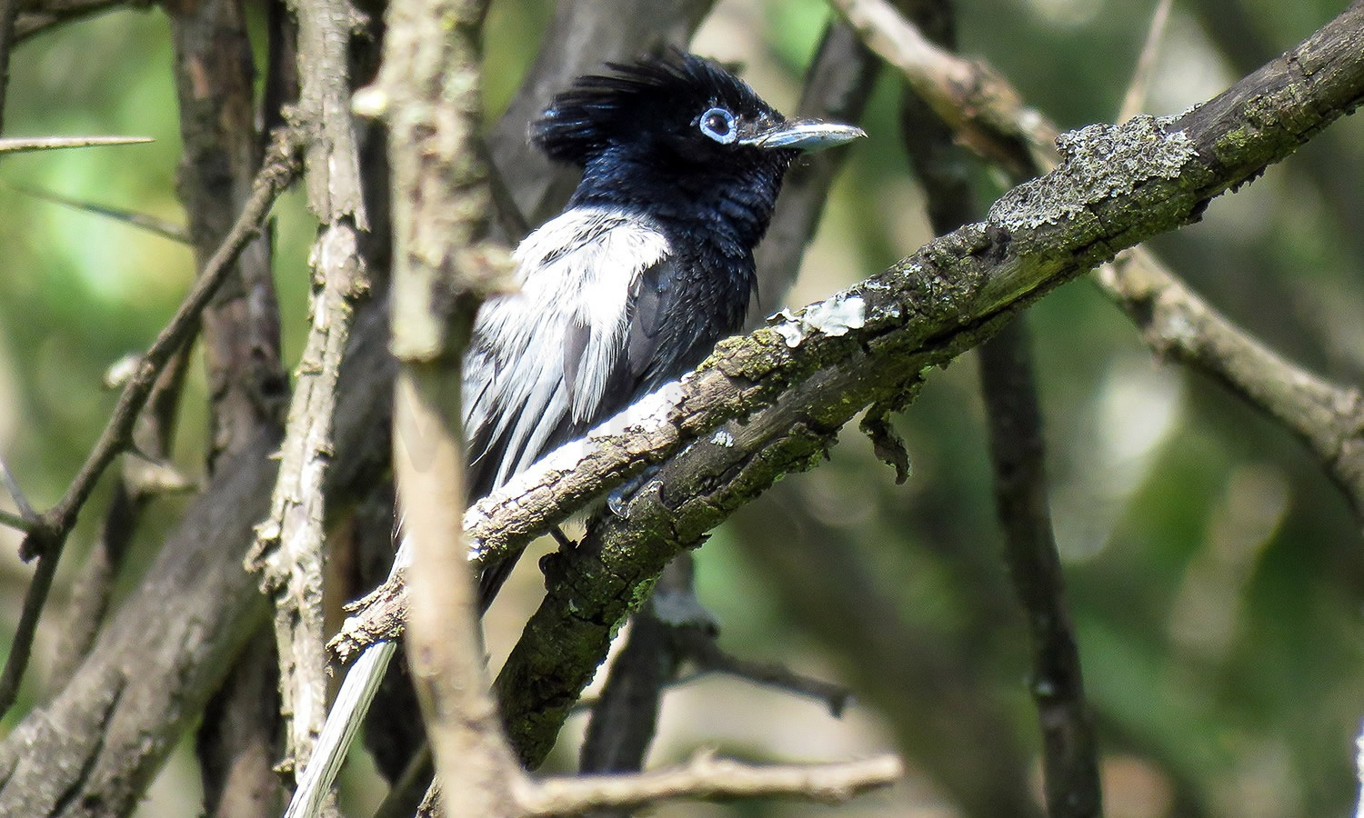 Paradise Flycatcher