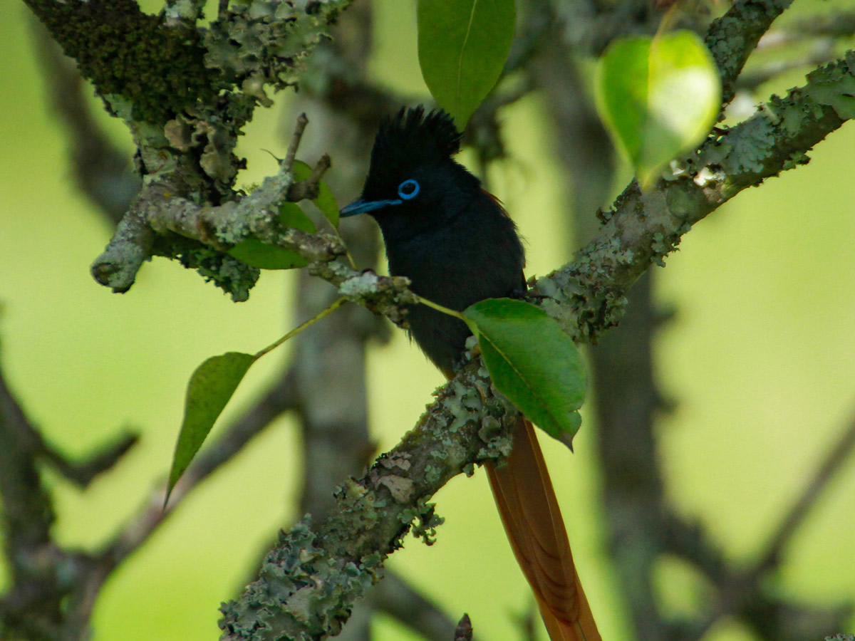 Paradise Flycatcher (Female)