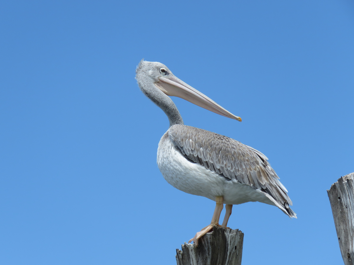 Pink-backed Pelican