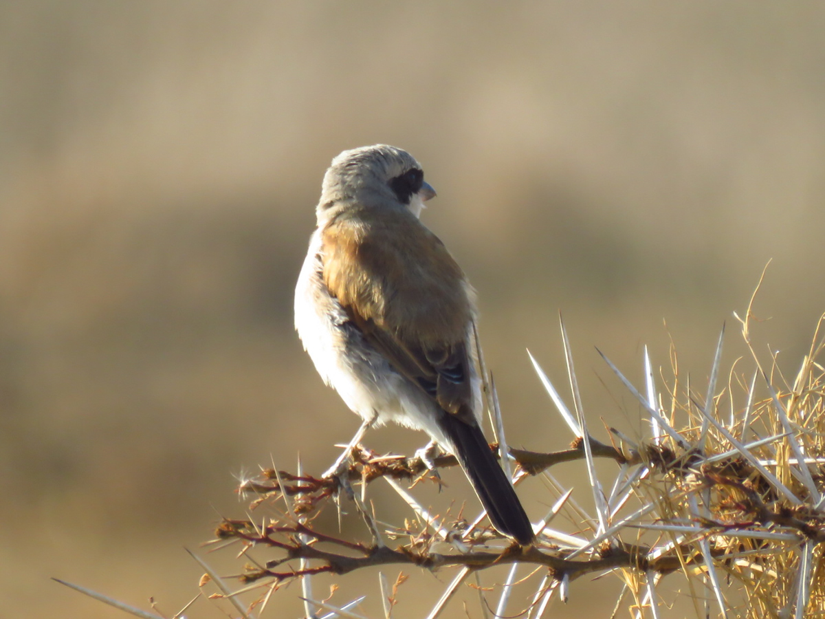 Red-backed Shrike