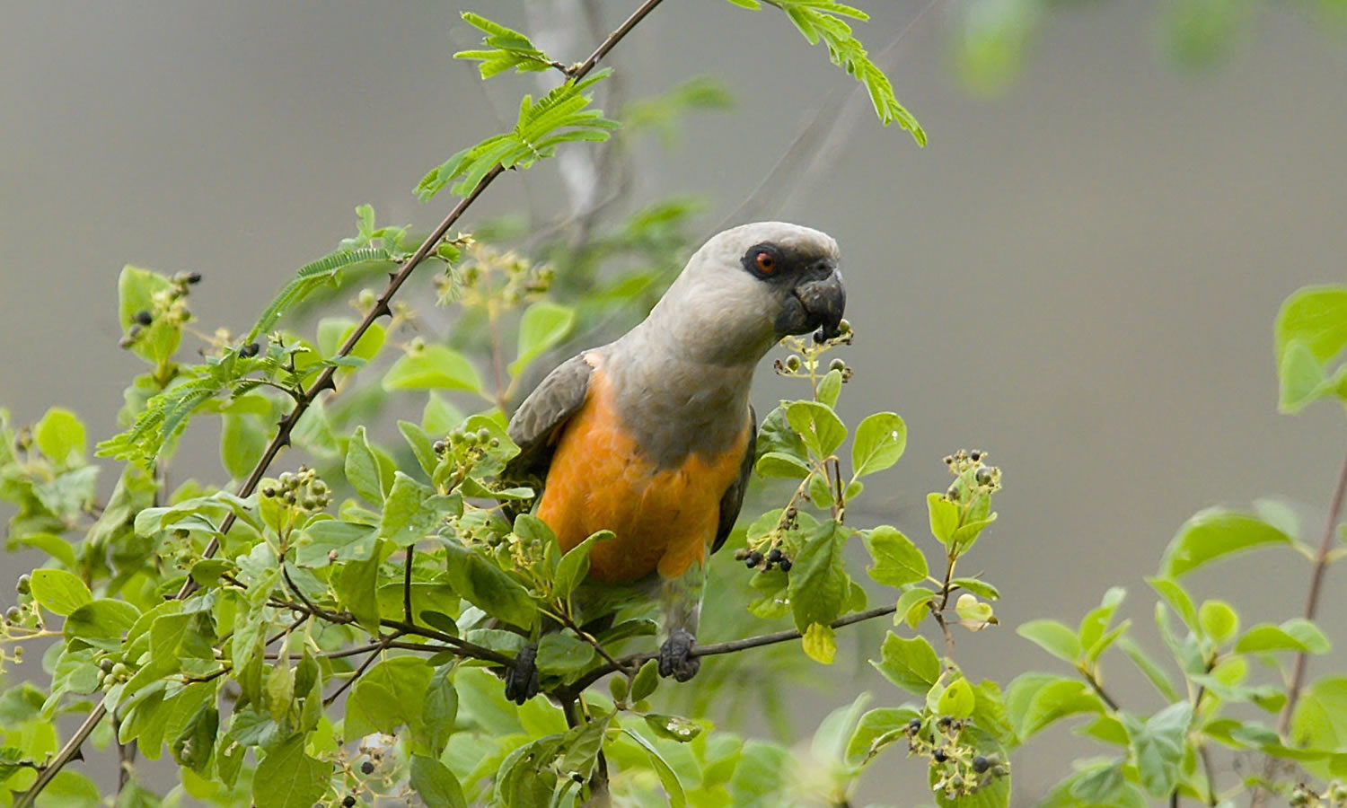 Red bellied Parrot