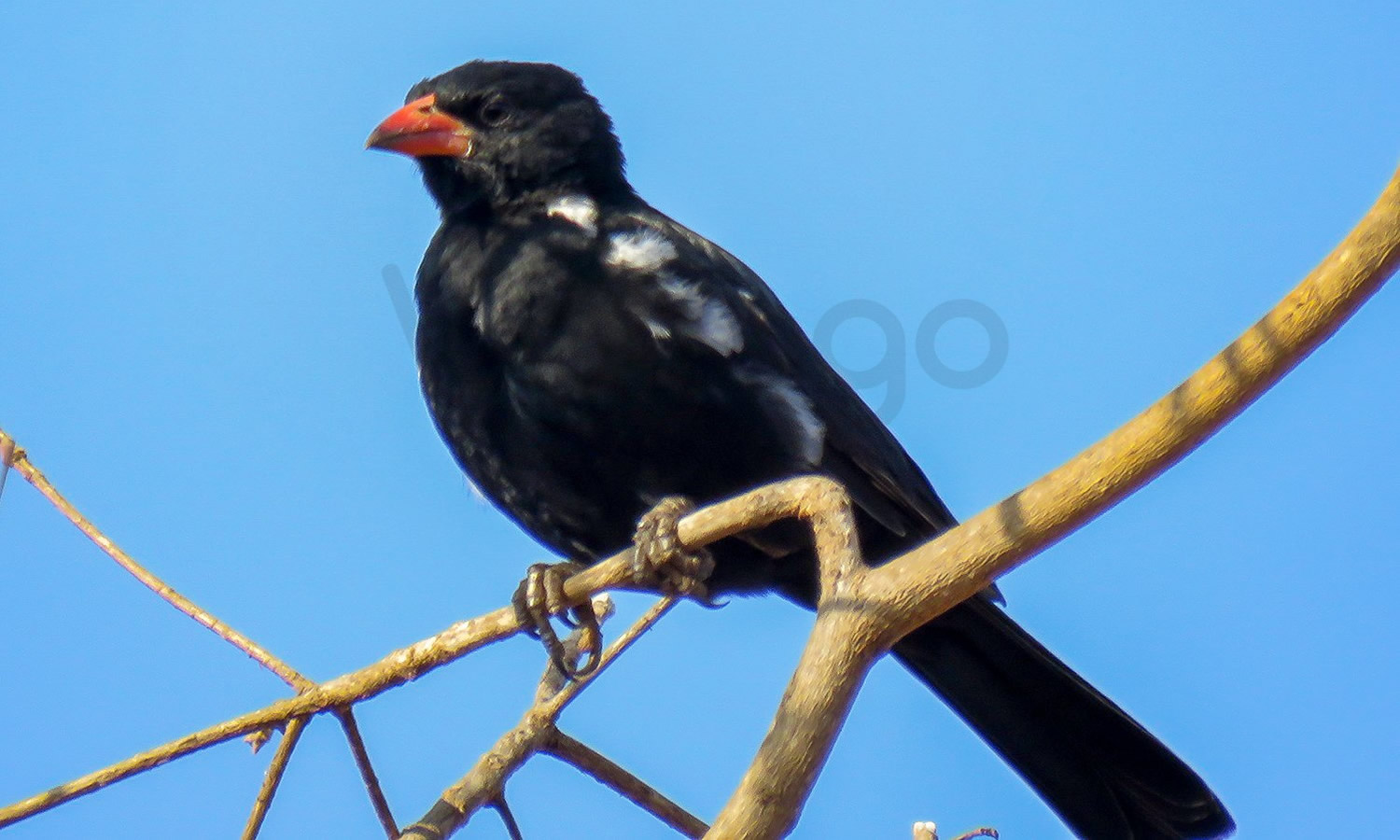 Red Billed Buffalo Weaver