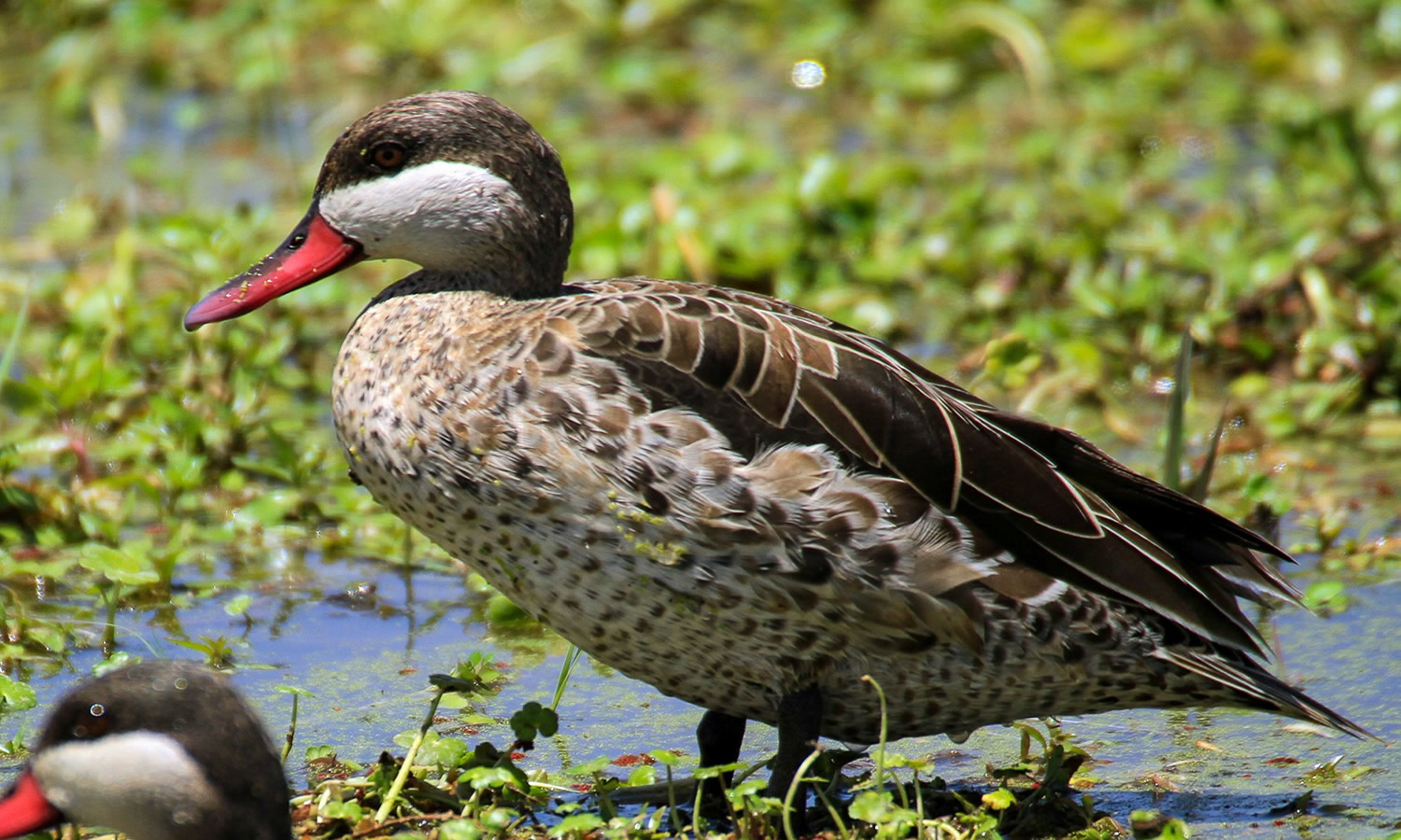 Red Billed Duck