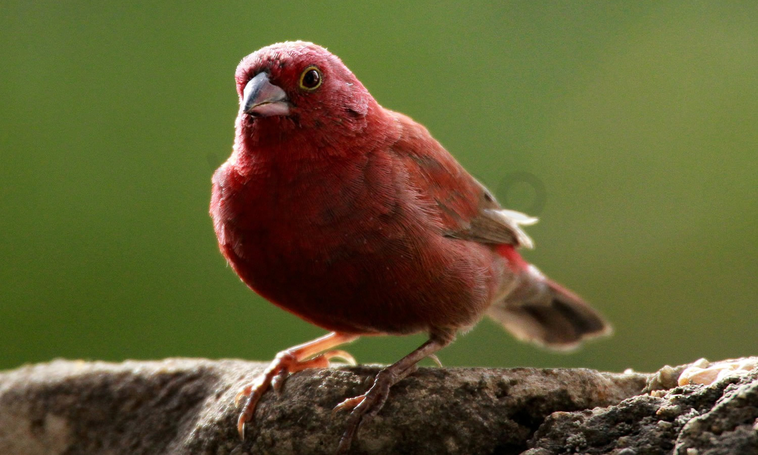 Red Billed Firefinch