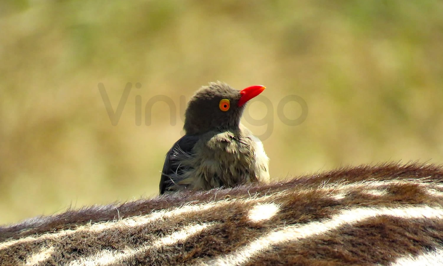 Red Billed Oxpecker