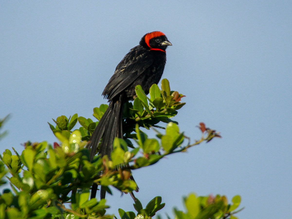 Red Cowled Widowbird