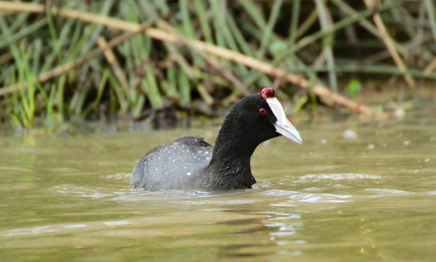 Red Knobbed Coot
