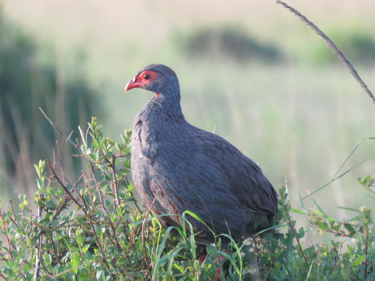 Red-necked spurfowl
