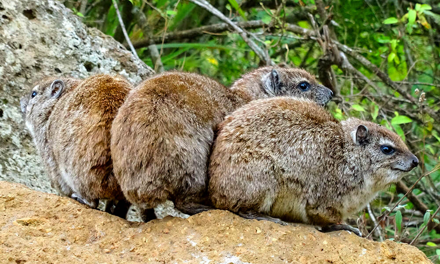 Rock Hyrax
