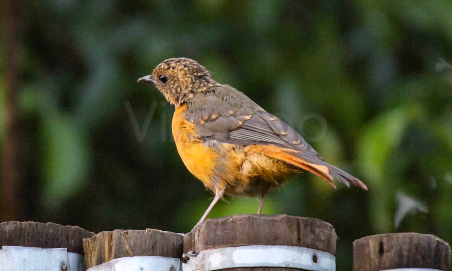 Rock Thrush