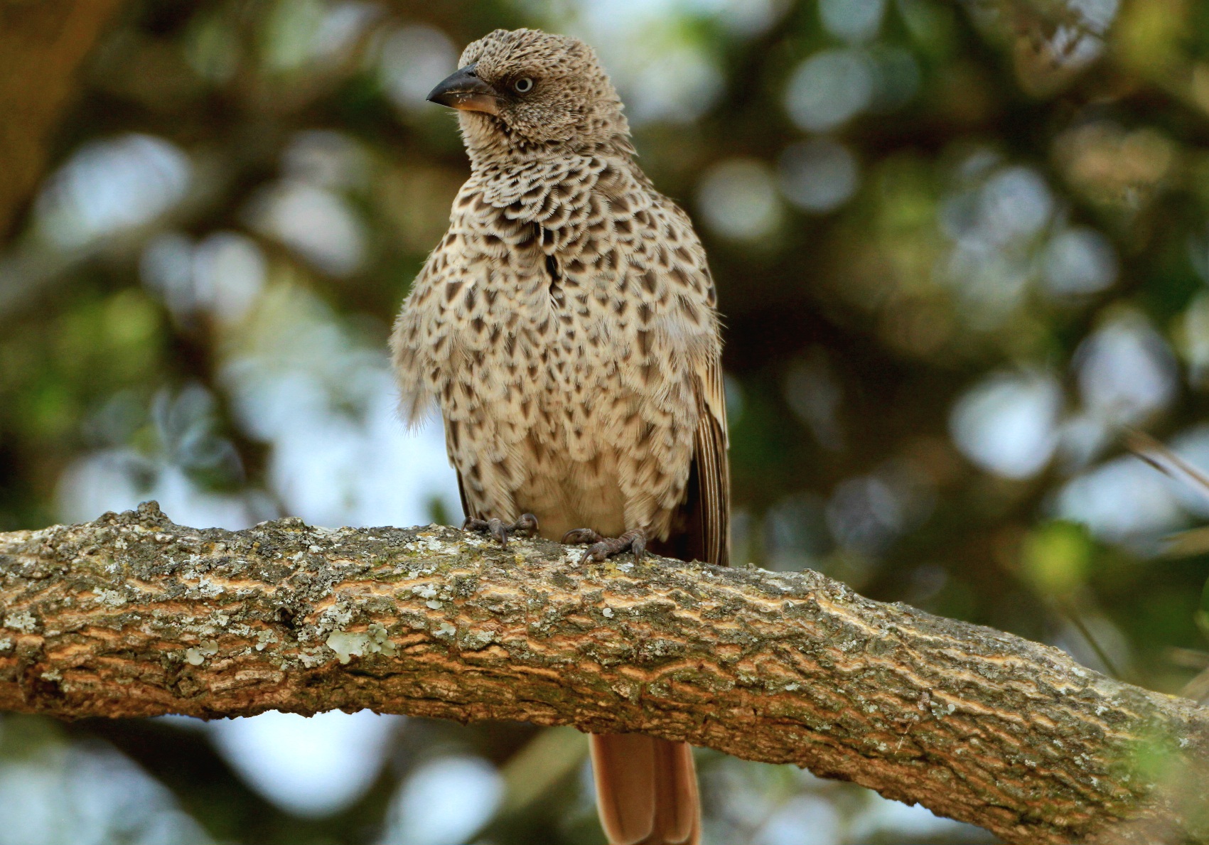 Rufous-tailed Weaver