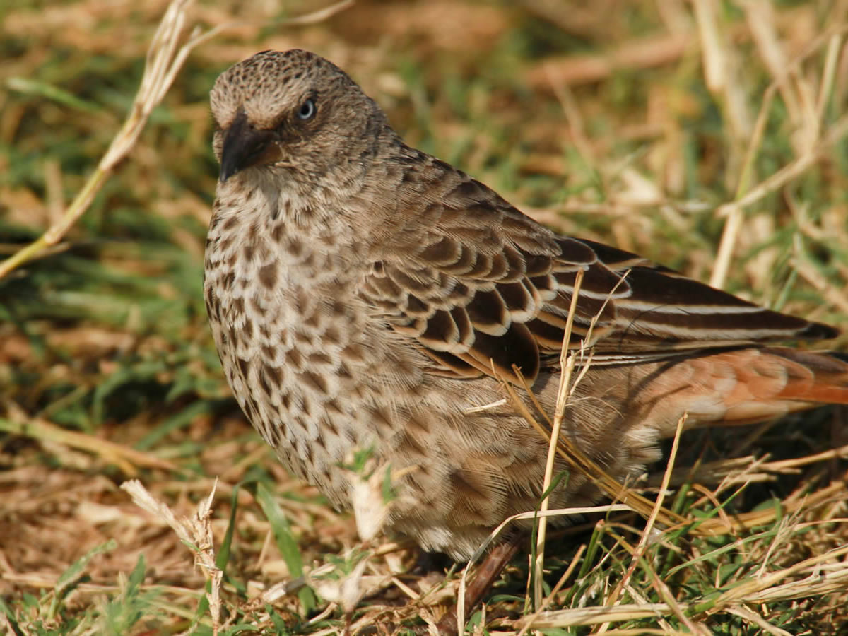 Rufous-tailed Weaver