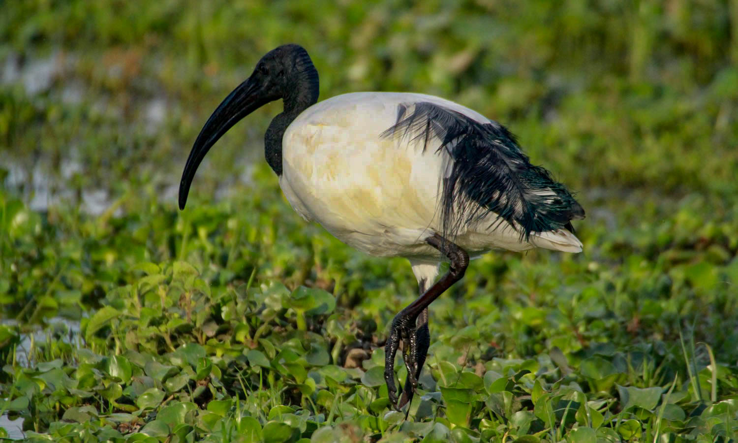 Sacred Ibis