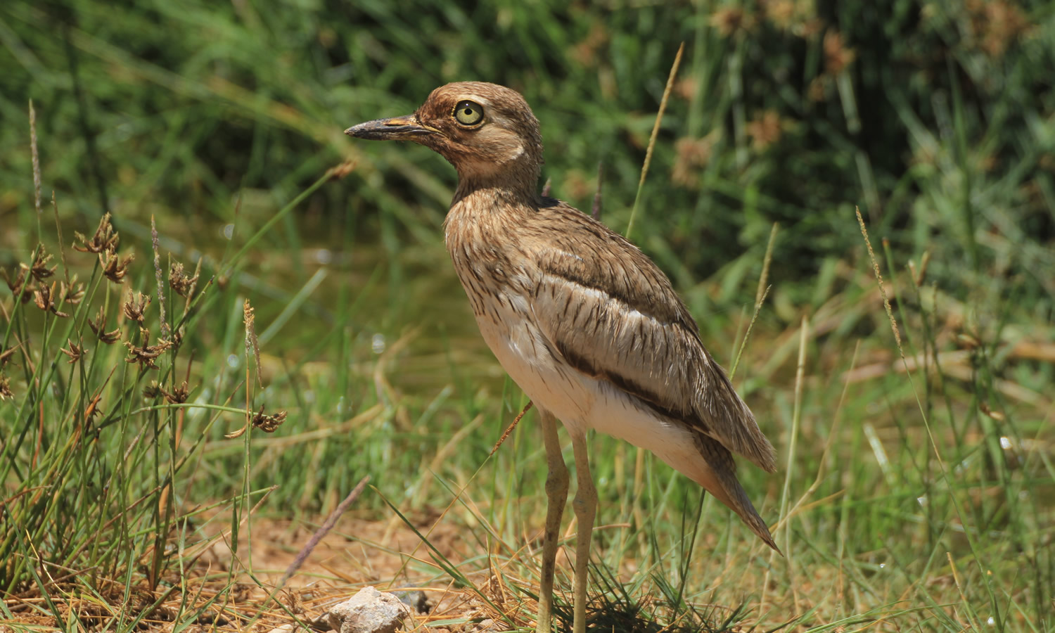 Senegal Thick-knee