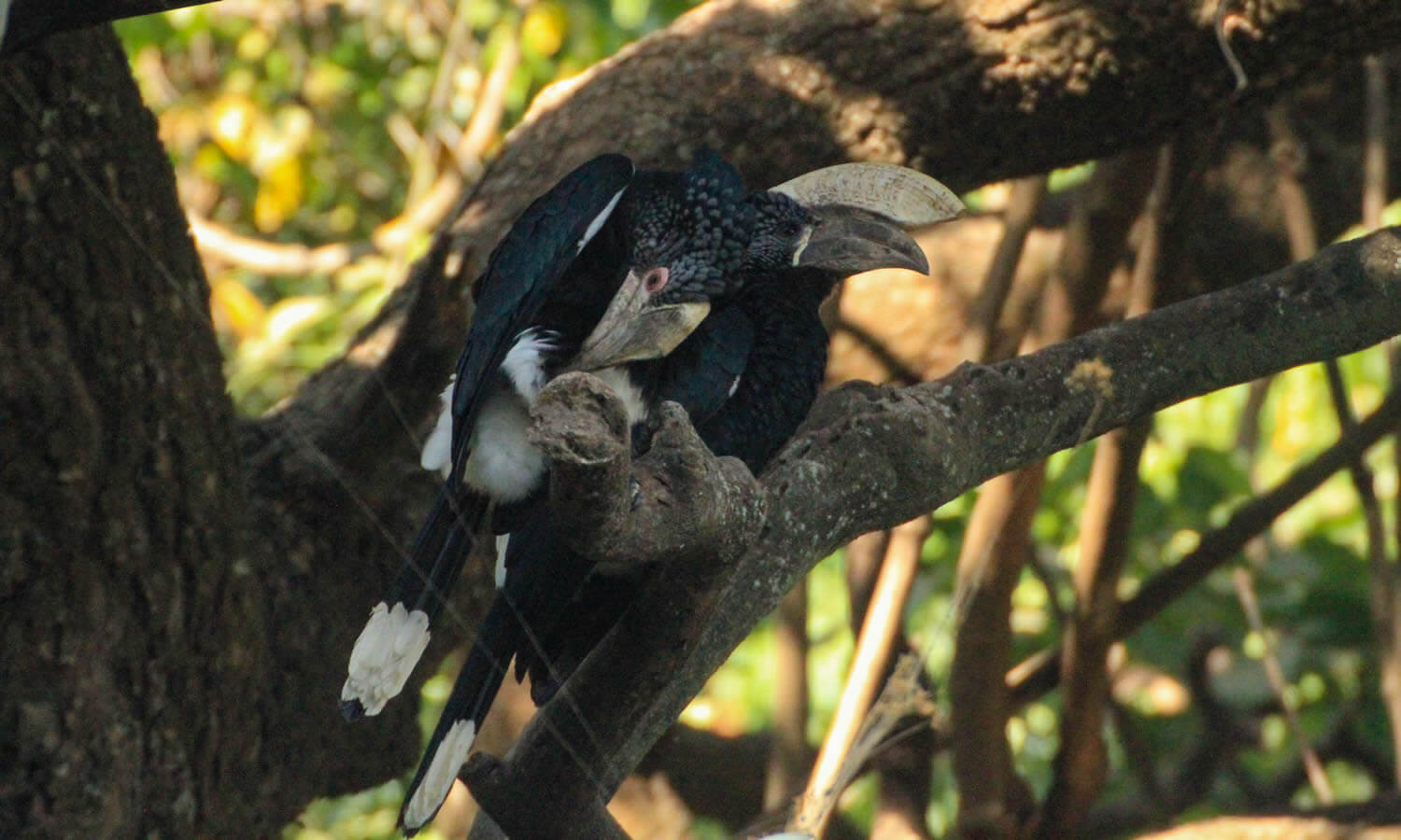 Silver-cheeked Hornbill