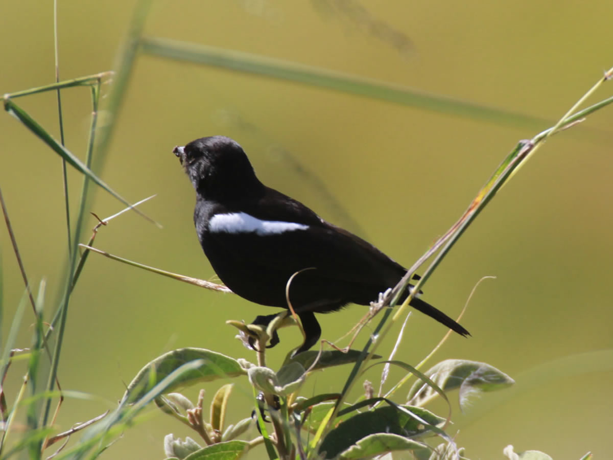 Sooty Chat