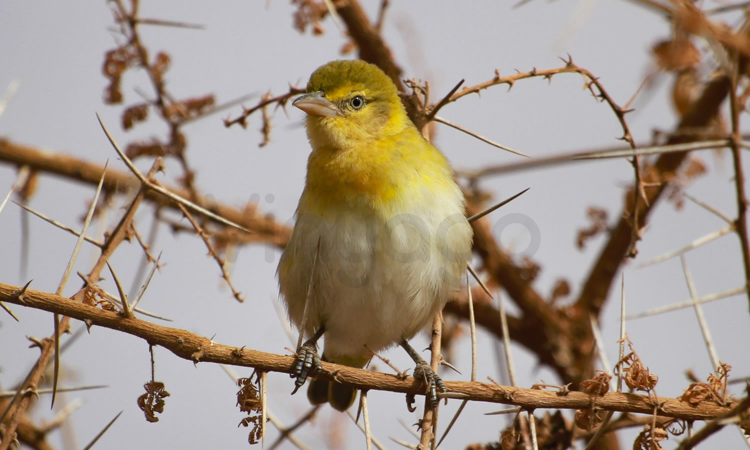 Southern Masked Weaver