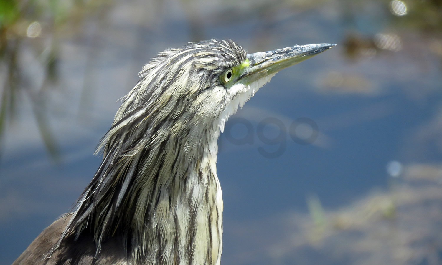 Squacco Heron
