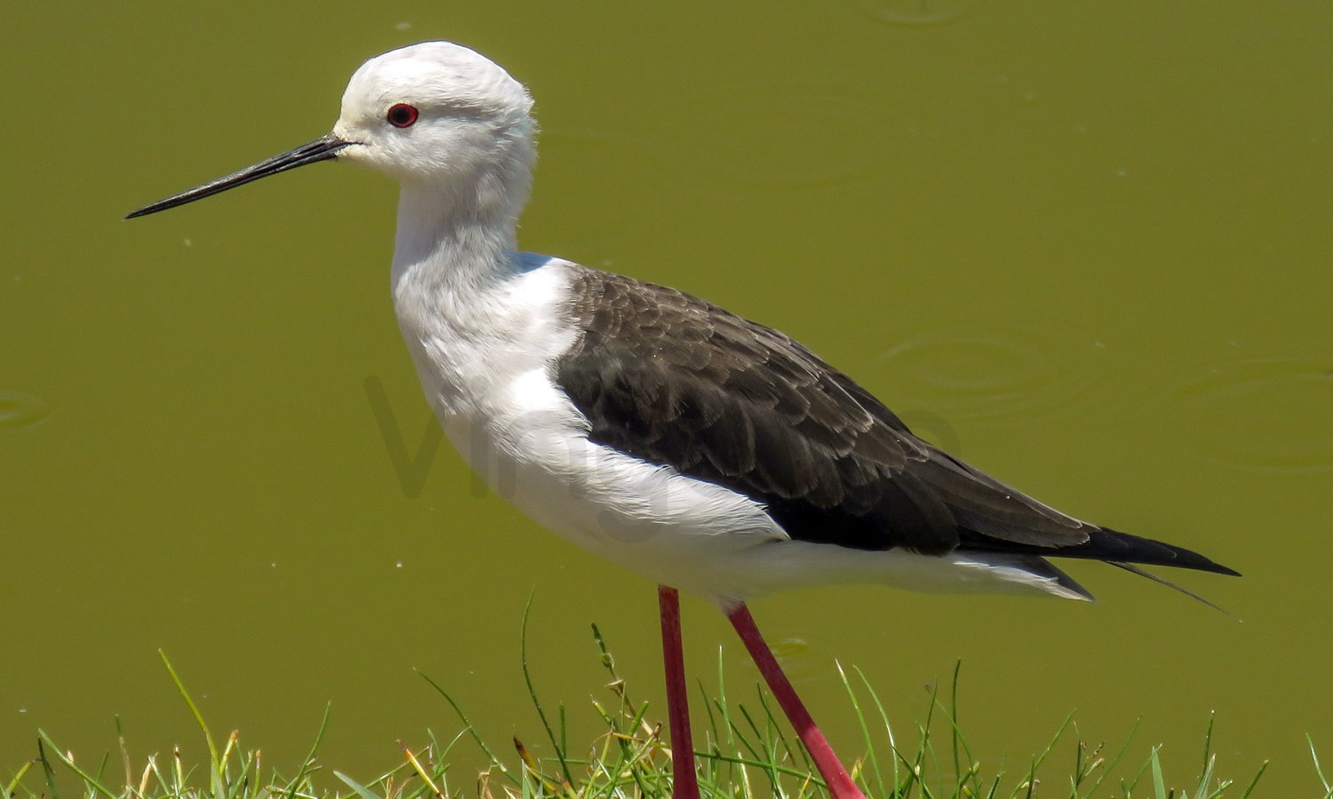 Stilt