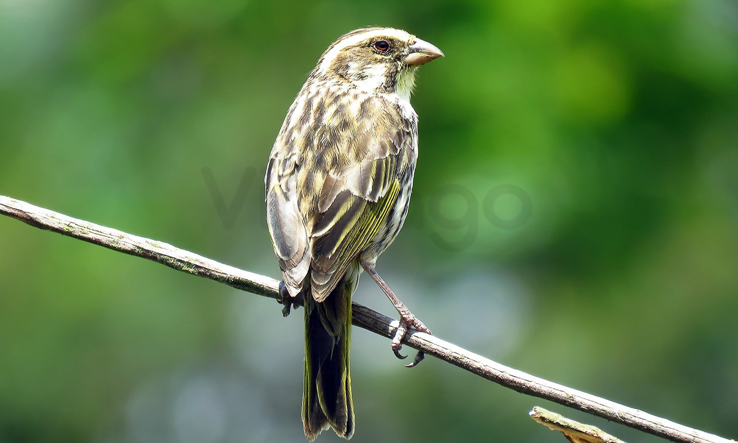Streaky Seedeater