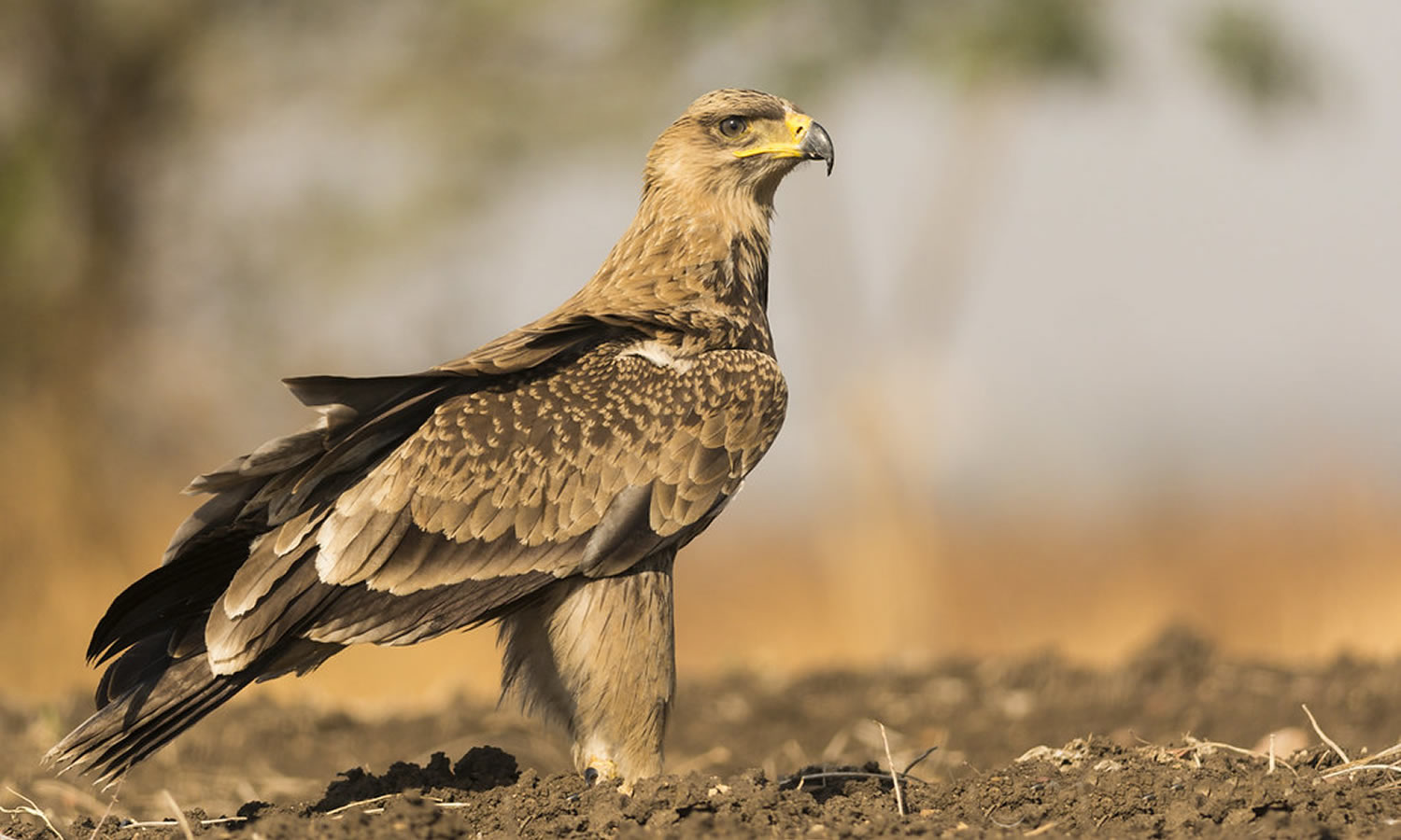 Tawny Eagle