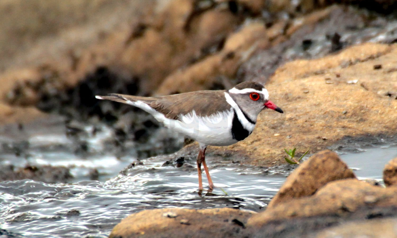 Three Banded Plover