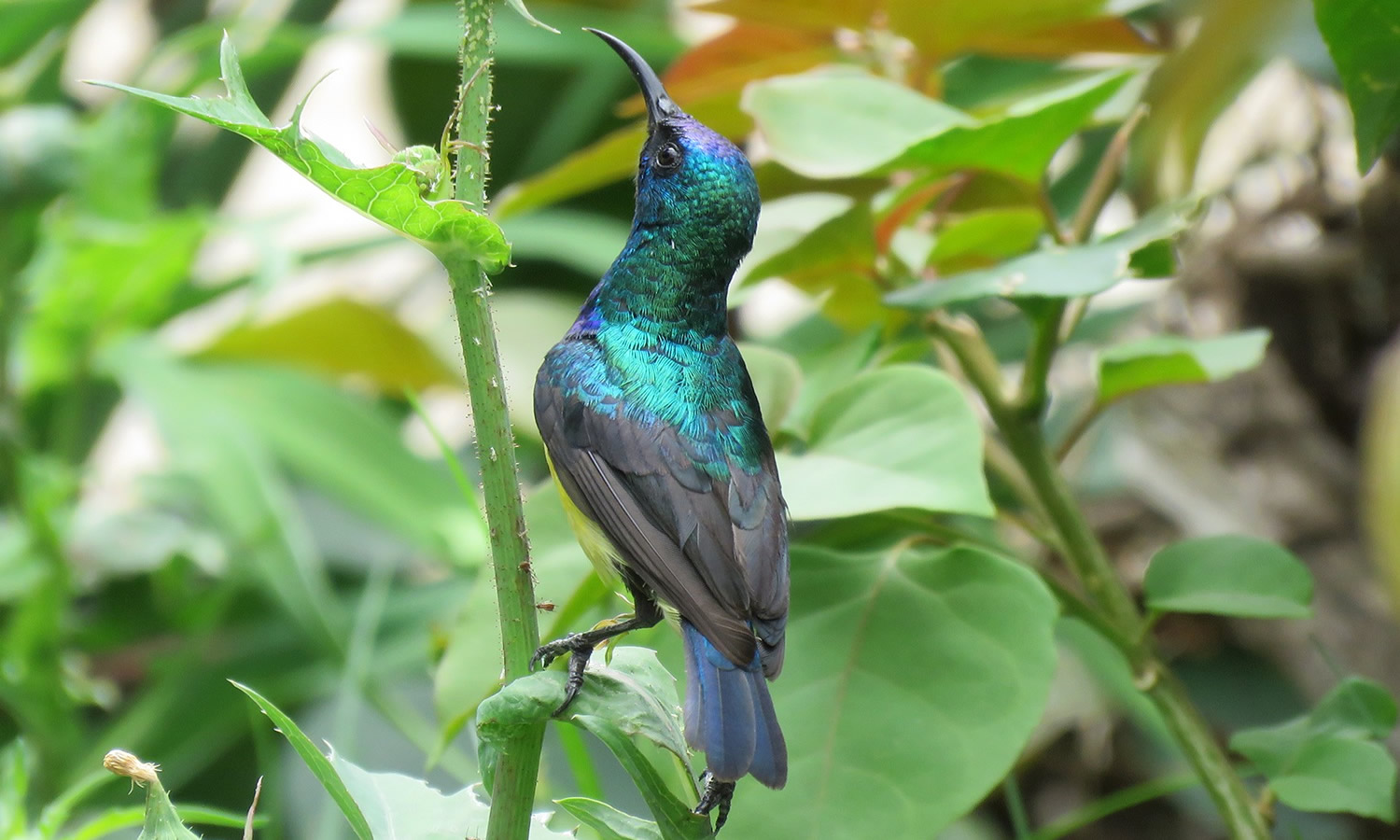 Variable Sunbird