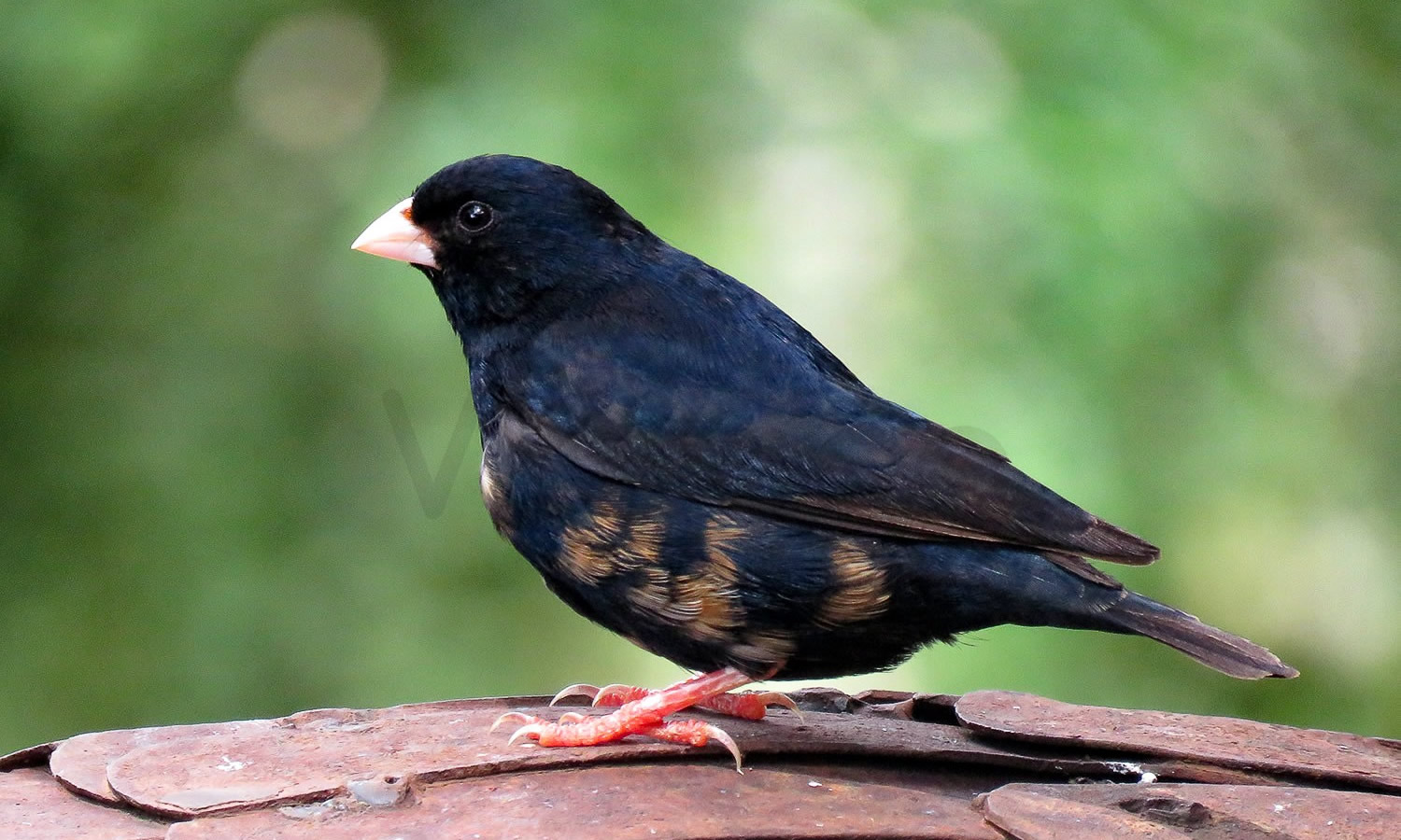 Village Indigo Bird