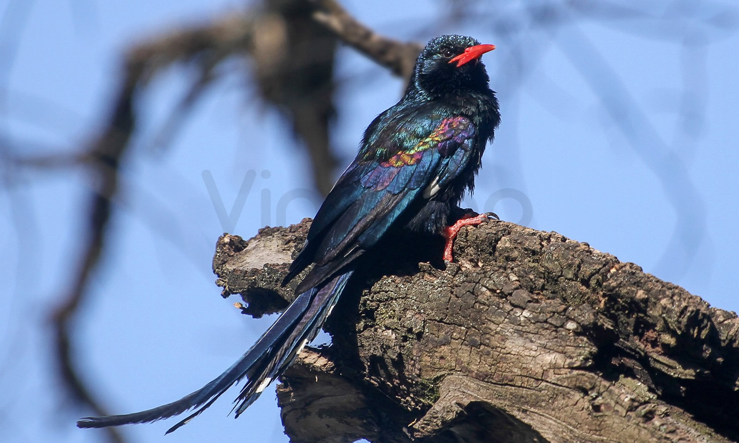 Violet Woodhoopoe