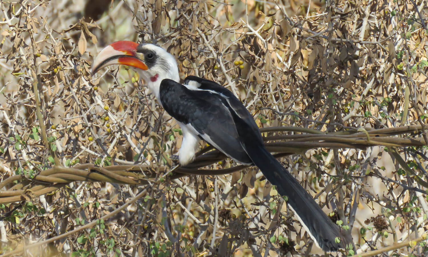 Von der Deckens Hornbill
