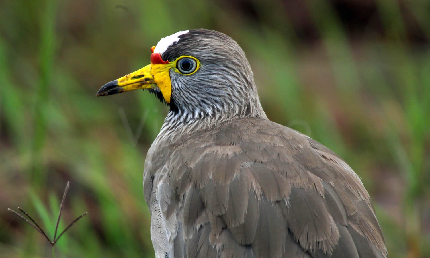 Wattled Lapwing