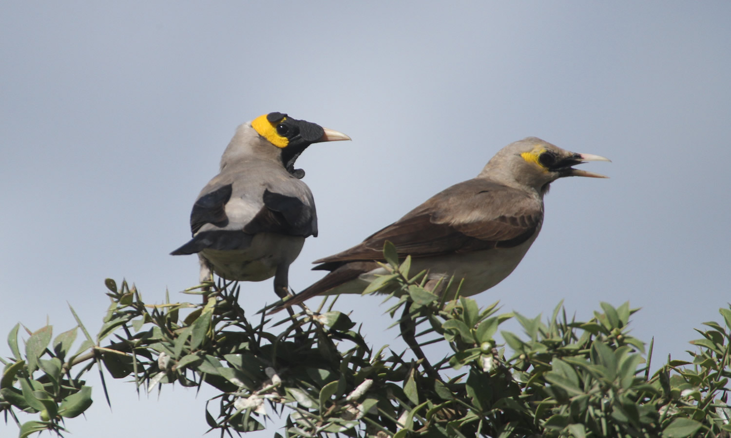 Wattled Starling