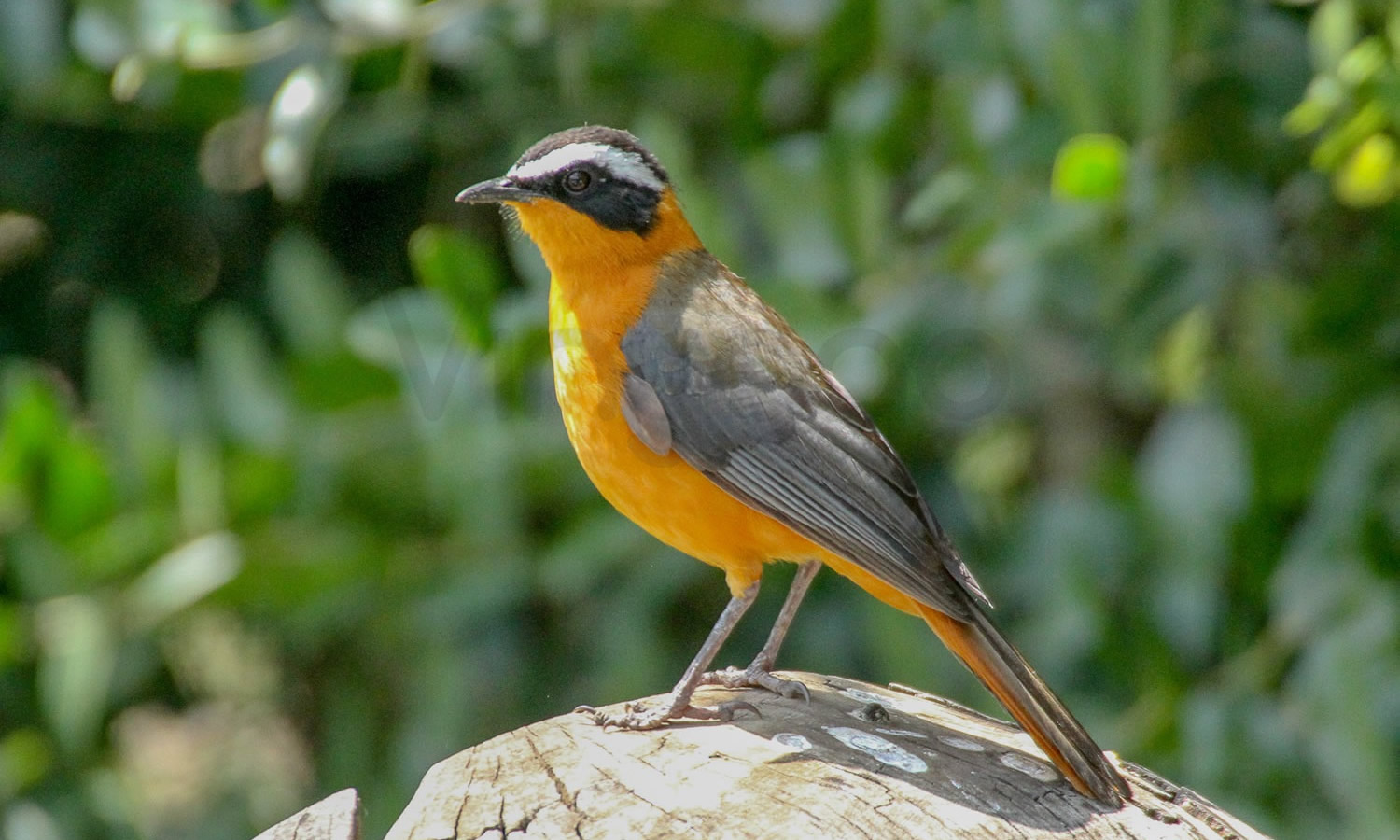 White Browed Robbin Chat