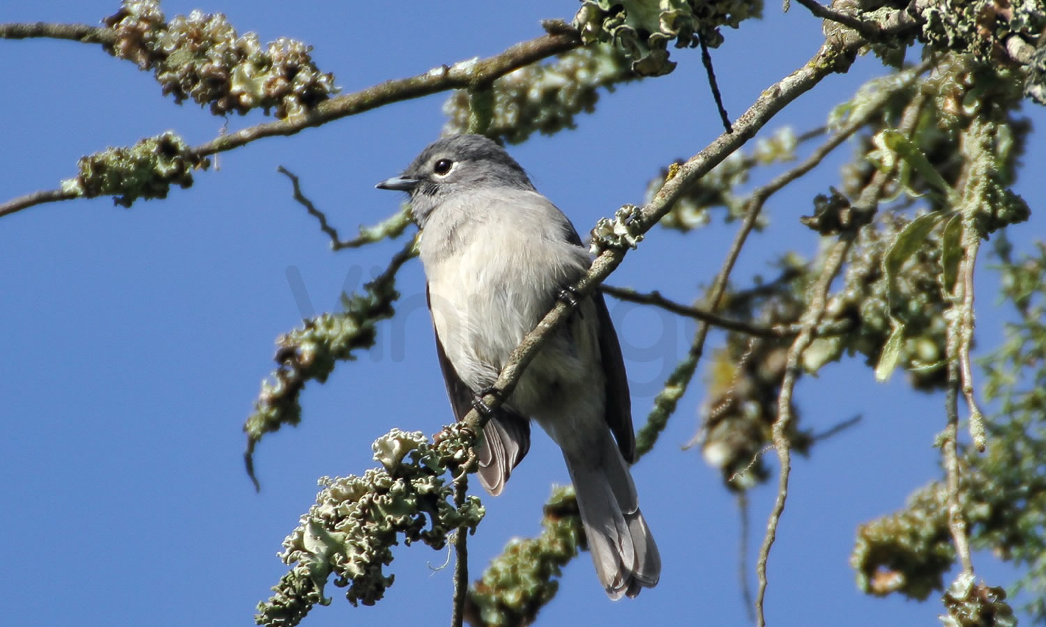 White Eyed Slaty Flycatcher