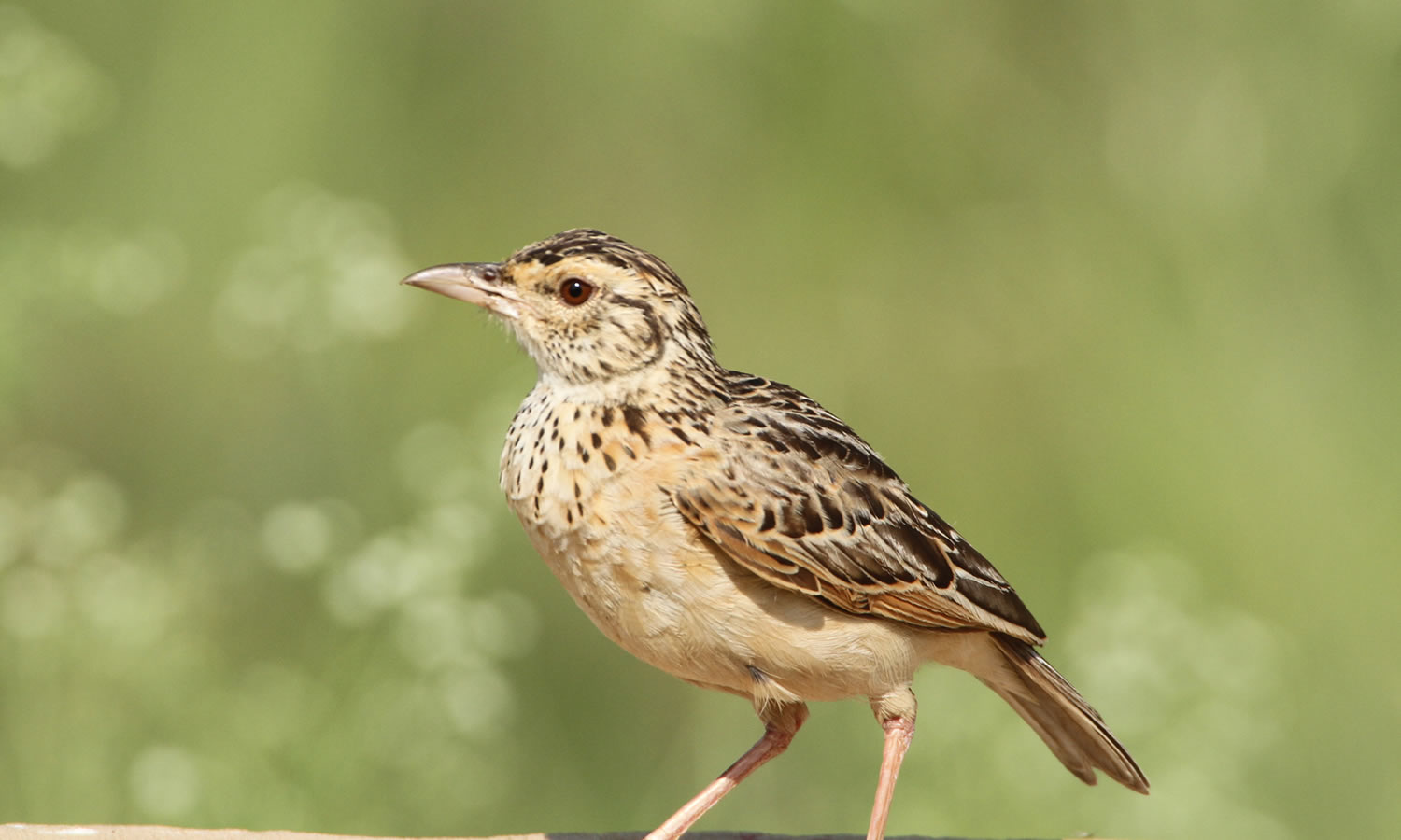 White Napped Lark