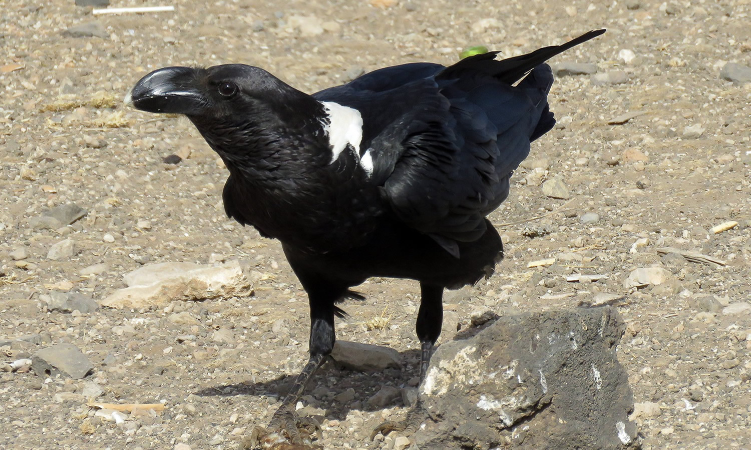 White Necked Raven