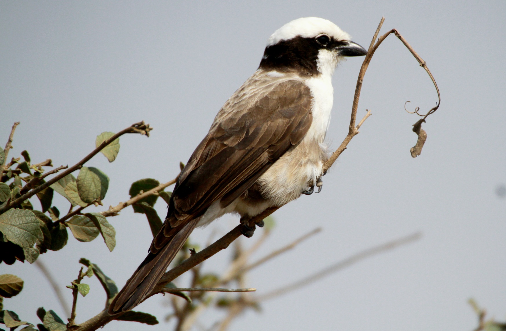 White-rumped Shrike