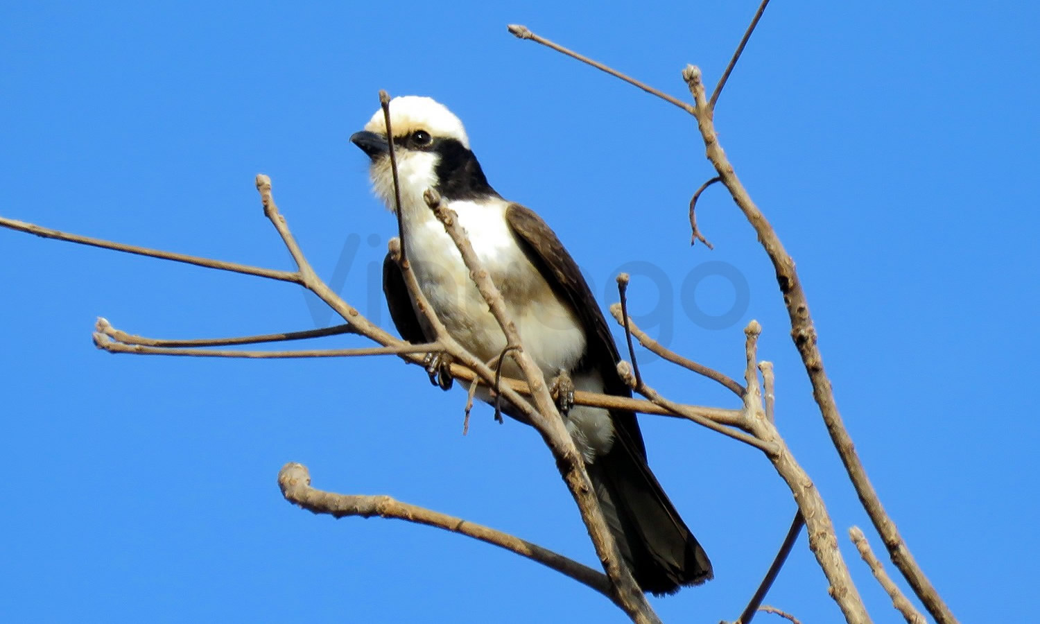 White Rumped Shrike