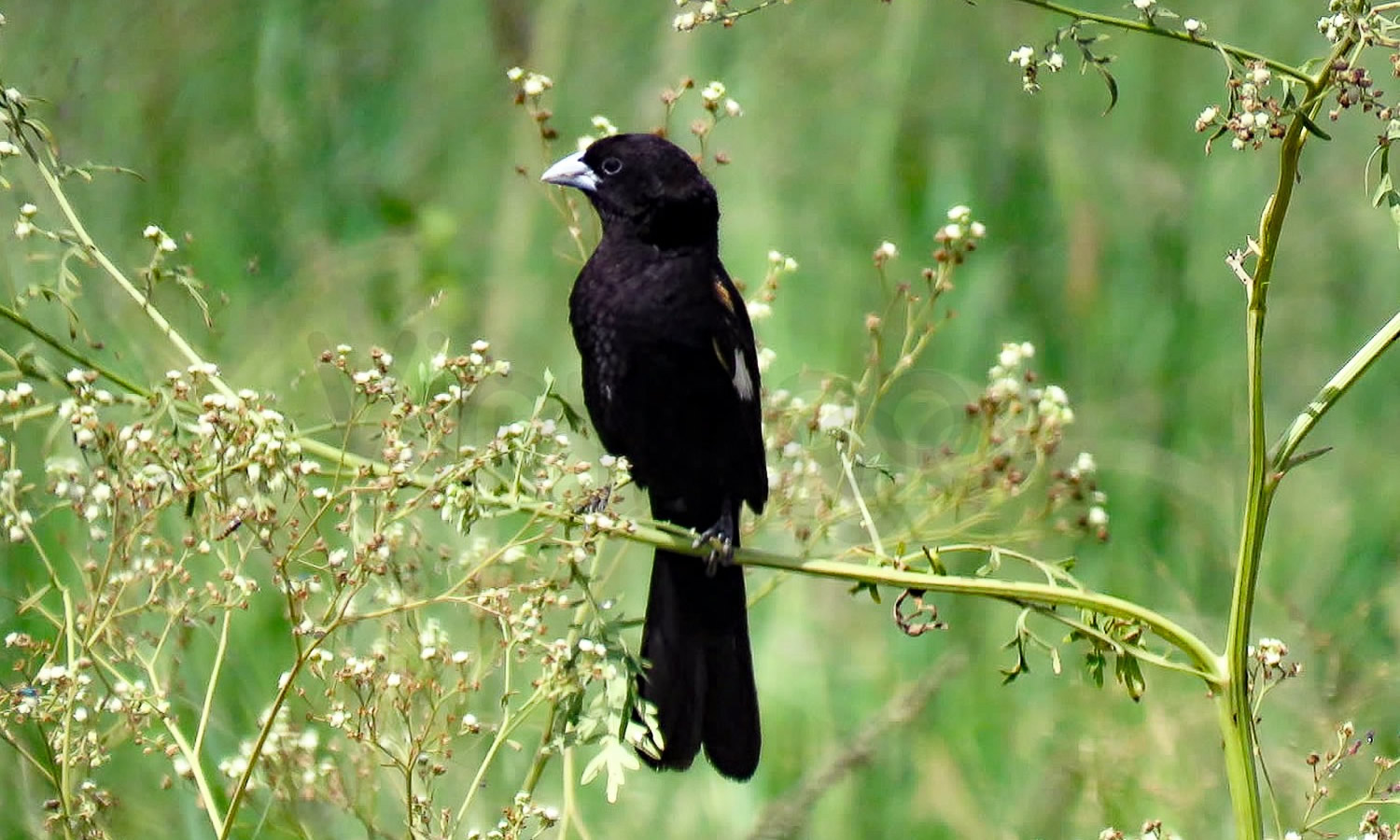 White Winged Widowbird