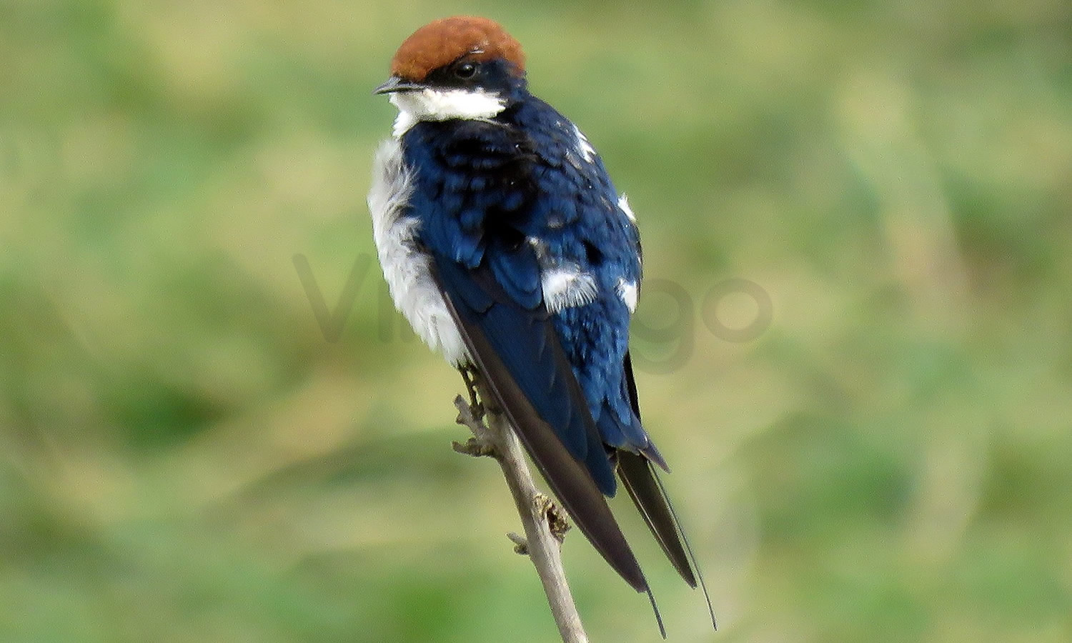 Wire Tailed Swallow