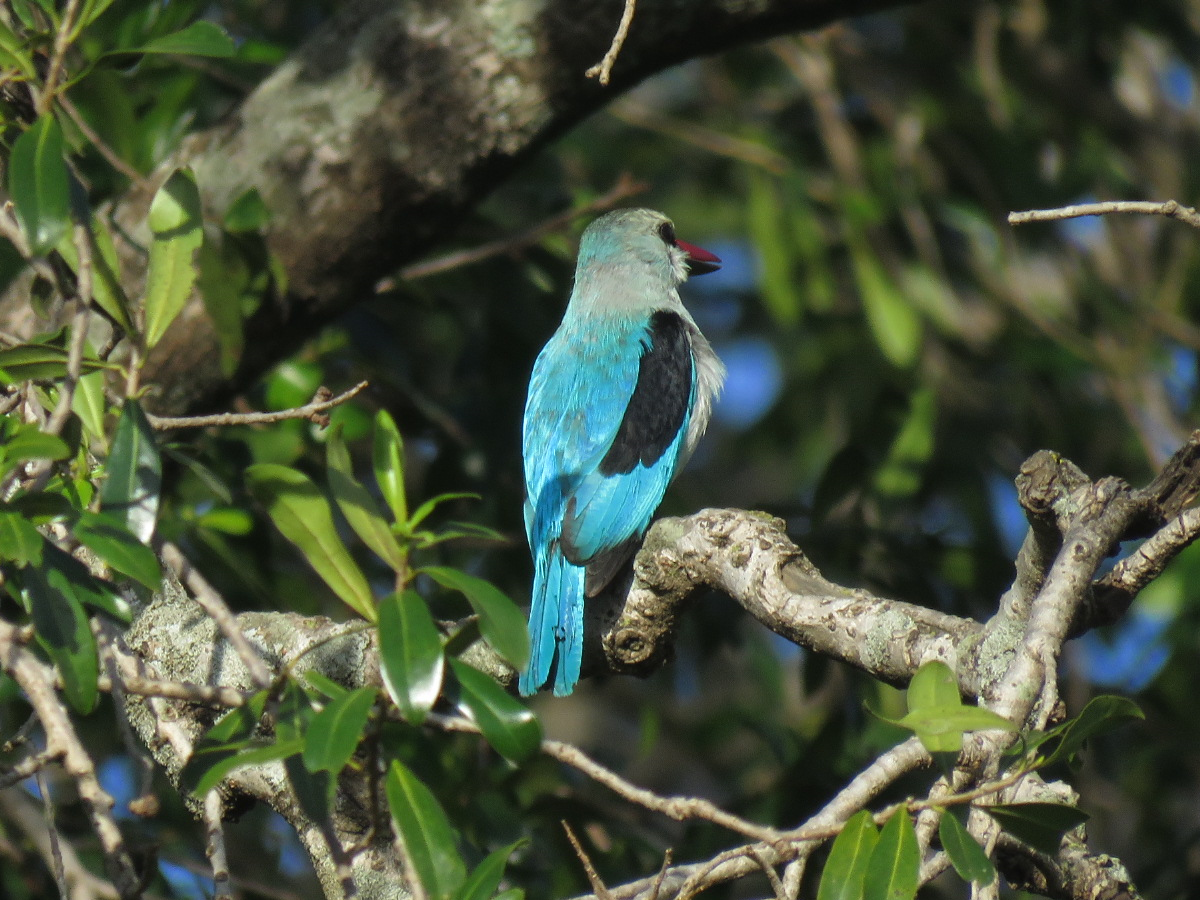 Woodland Kingfisher