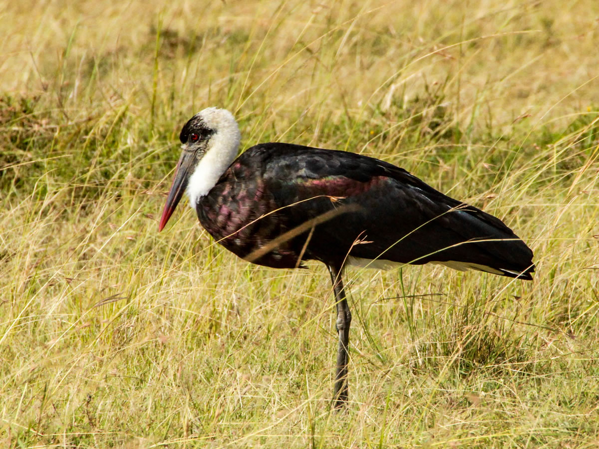 Wooly-necked Stork