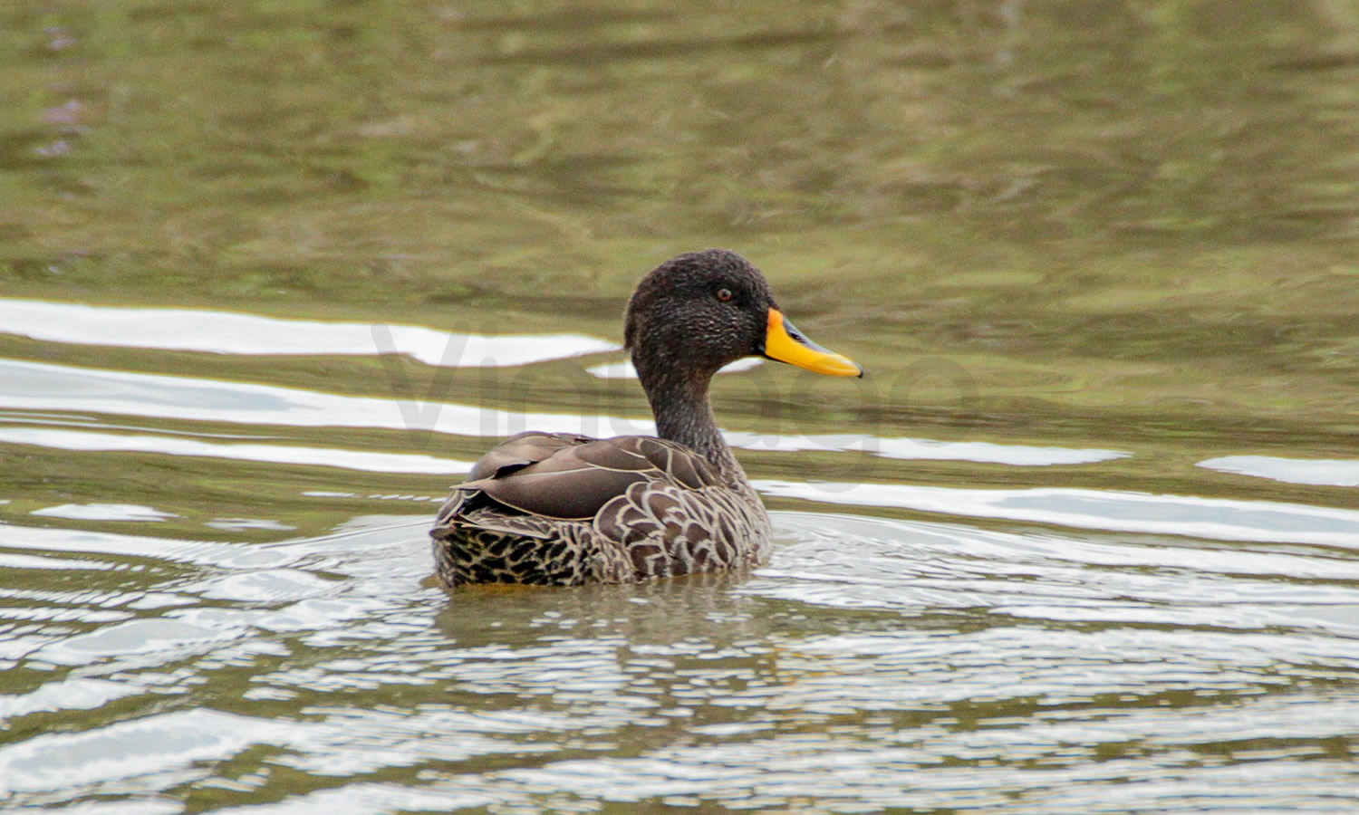 Yellow Billed Duck