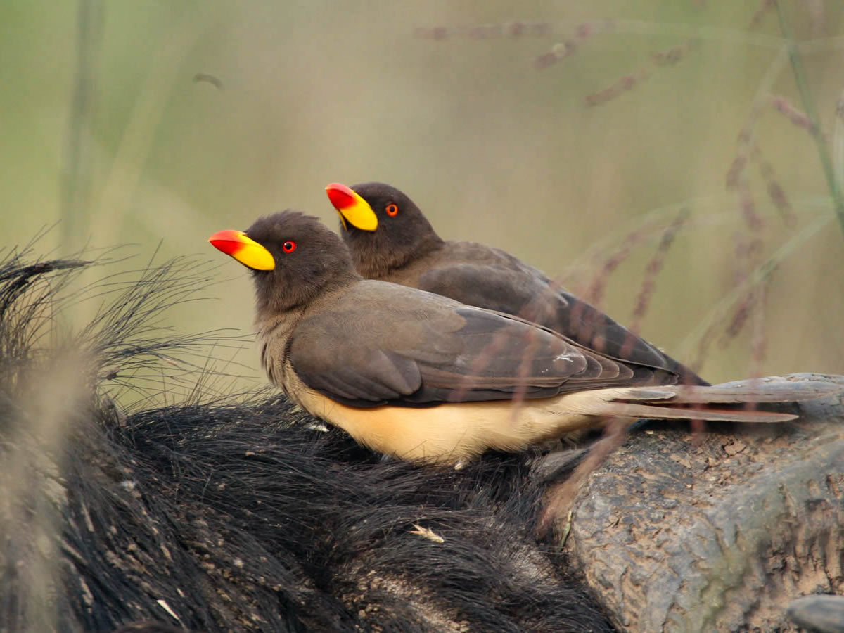 Yellow Billed Oxpecker