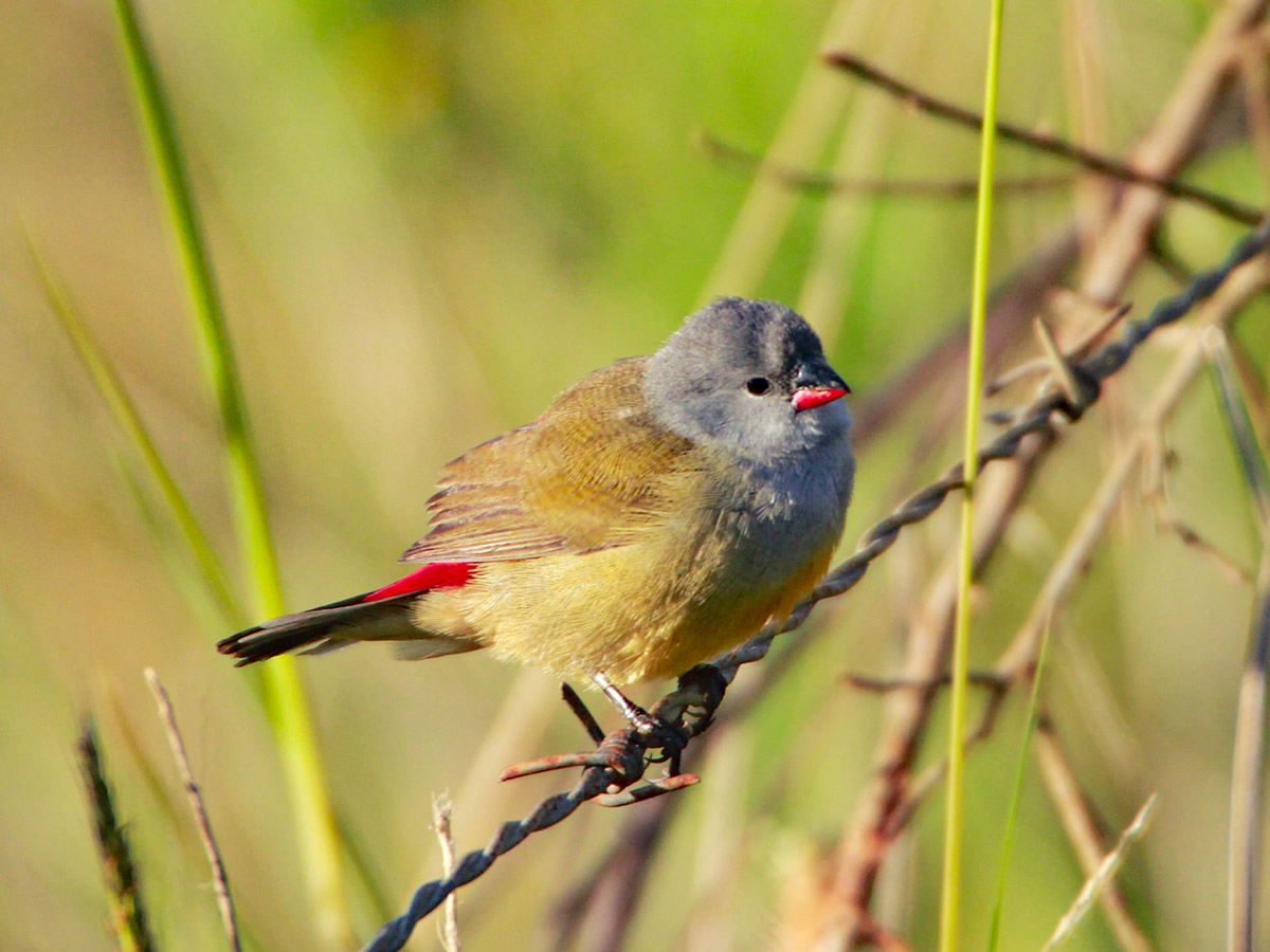 Yellow Billed Waxbill