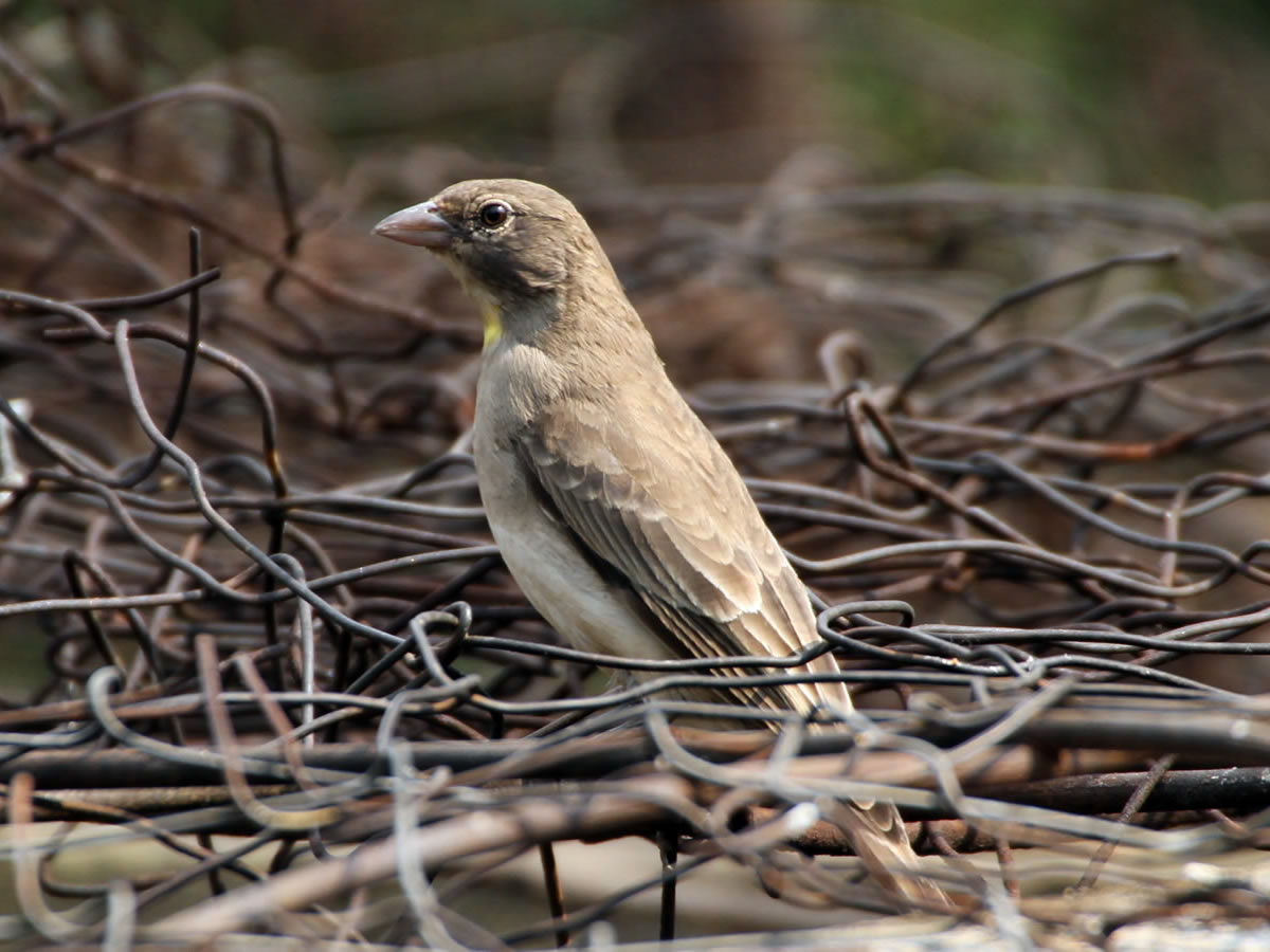 Yellow Spotted Bush  Sparrow