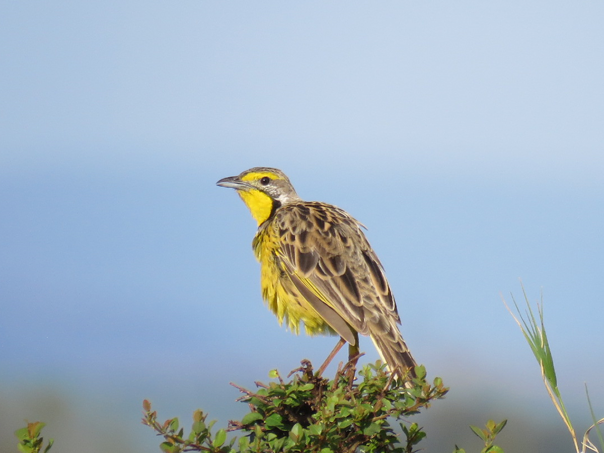 Yellow Throated Longclaw